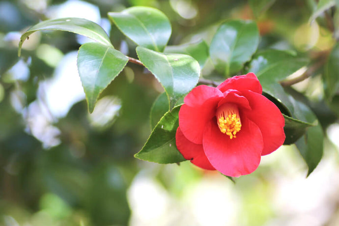 冬の花「椿」